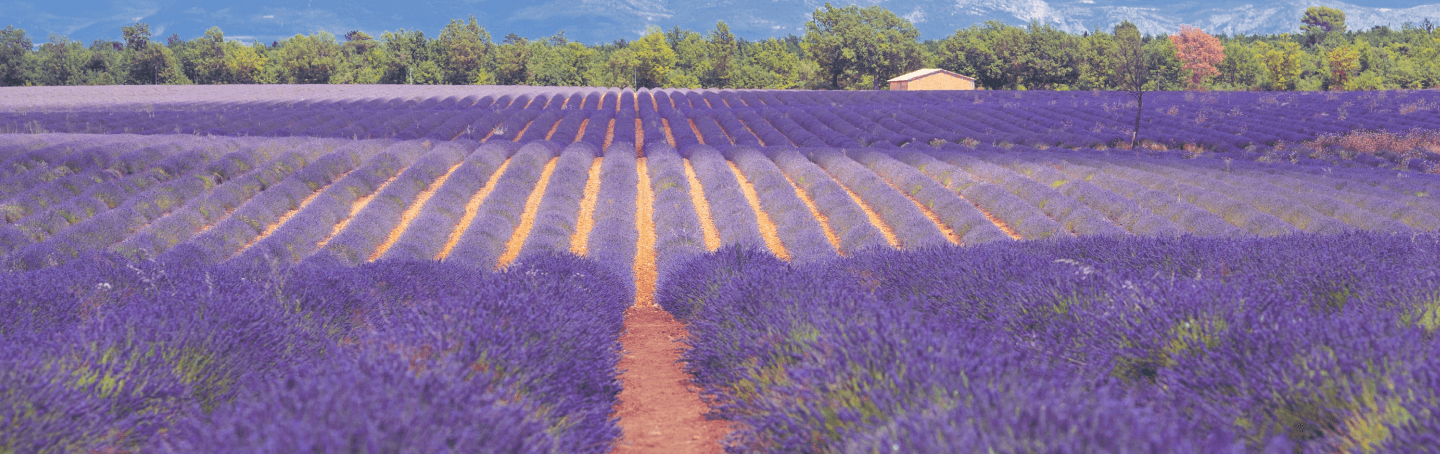 Lavender